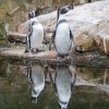 berlinzoo13